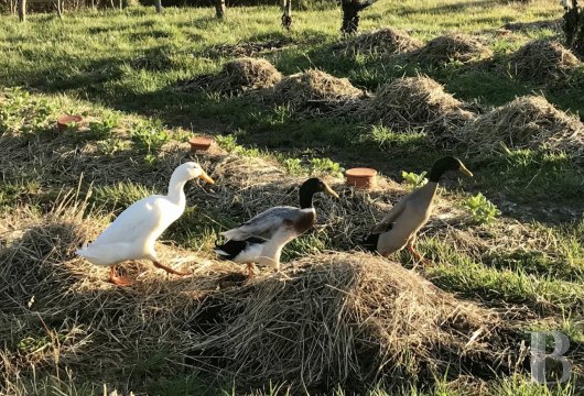 Dans le Lot-et-Garonne, au nord-ouest d’Agen, une ancienne métairie du 18e convertie en lieu de vie et de villégiature - photo  n°35